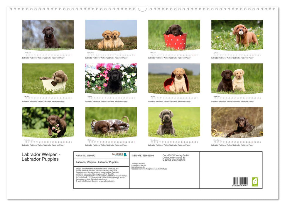 Labrador Welpen - Labrador Puppies (CALVENDO Wandkalender 2027)