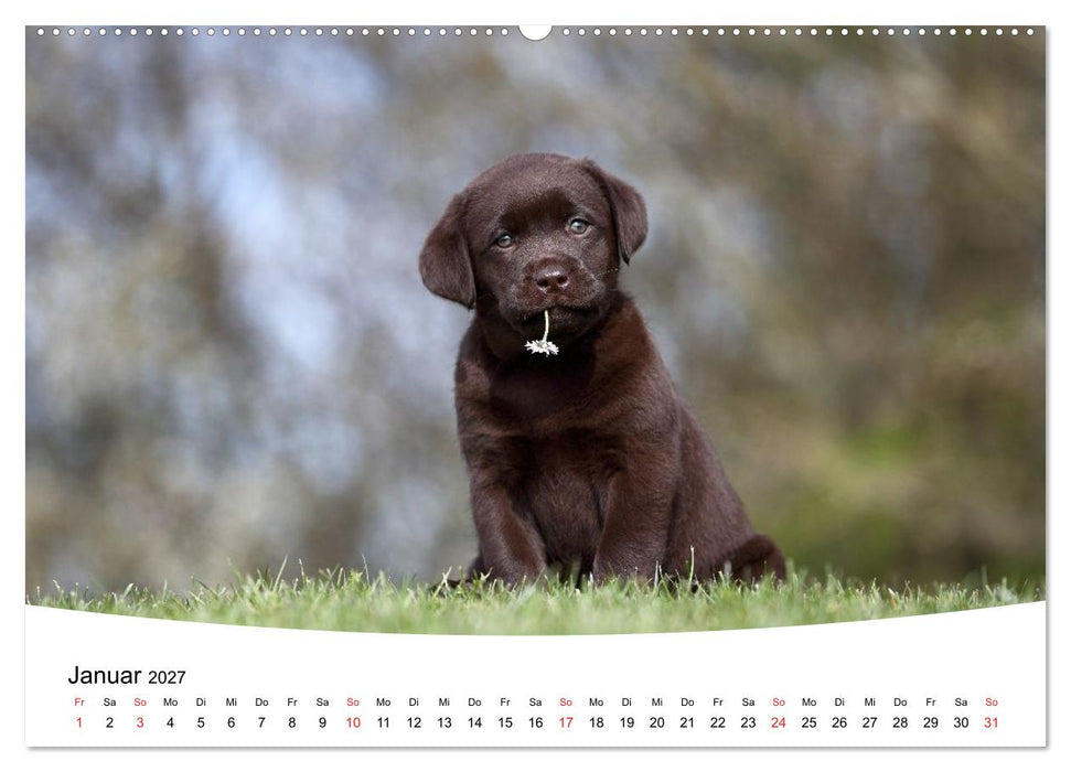 Labrador Welpen - Labrador Puppies (CALVENDO Wandkalender 2027)