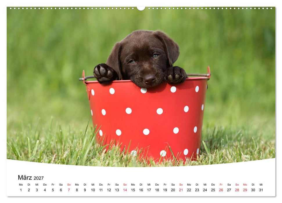 Labrador Welpen - Labrador Puppies (CALVENDO Wandkalender 2027)