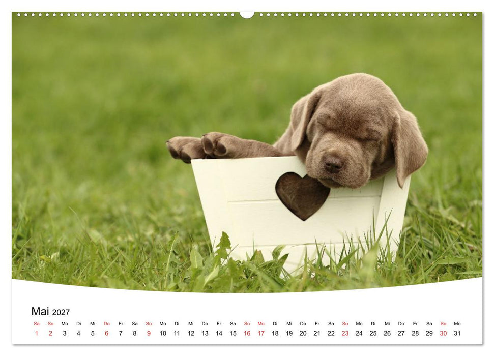 Labrador Welpen - Labrador Puppies (CALVENDO Wandkalender 2027)
