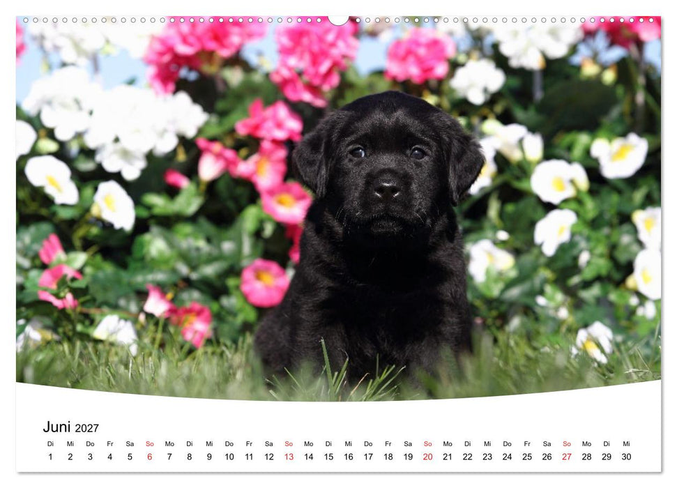 Labrador Welpen - Labrador Puppies (CALVENDO Wandkalender 2027)