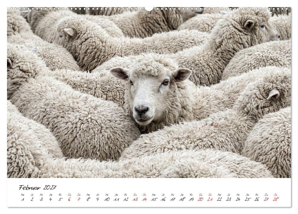 Better Together - Herdenmomente (CALVENDO Wandkalender 2027)