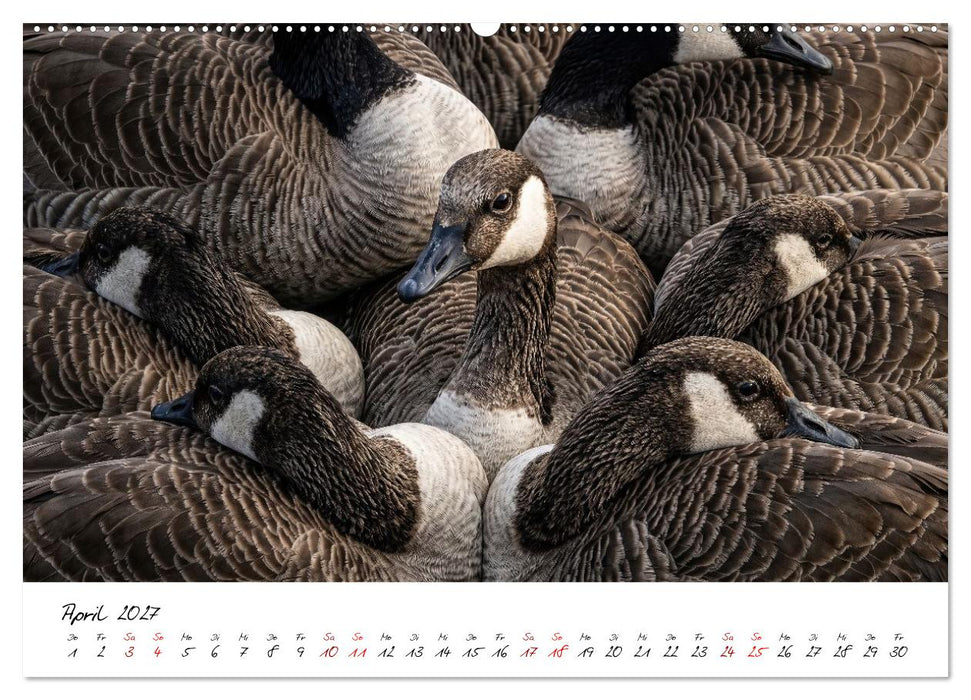 Better Together - Herdenmomente (CALVENDO Wandkalender 2027)