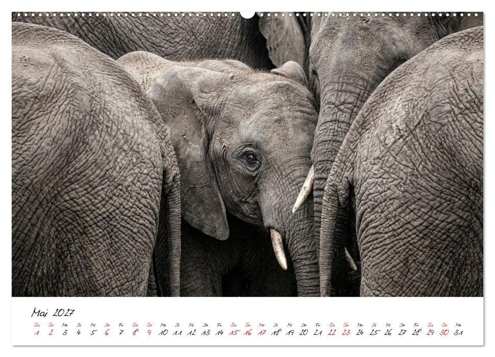 Better Together - Herdenmomente (CALVENDO Wandkalender 2027)