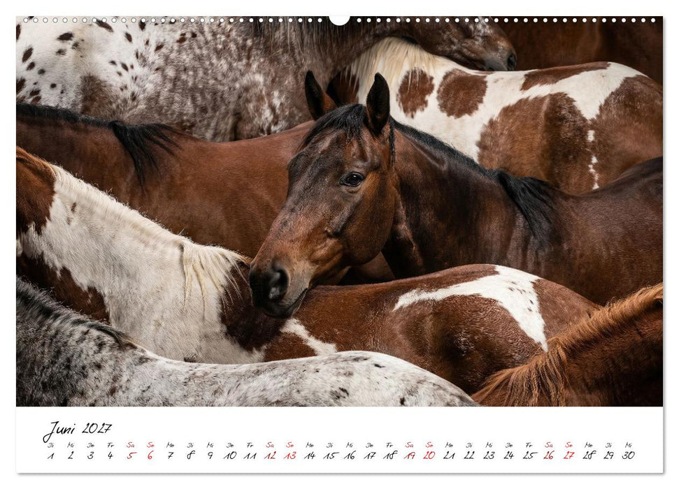 Better Together - Herdenmomente (CALVENDO Wandkalender 2027)