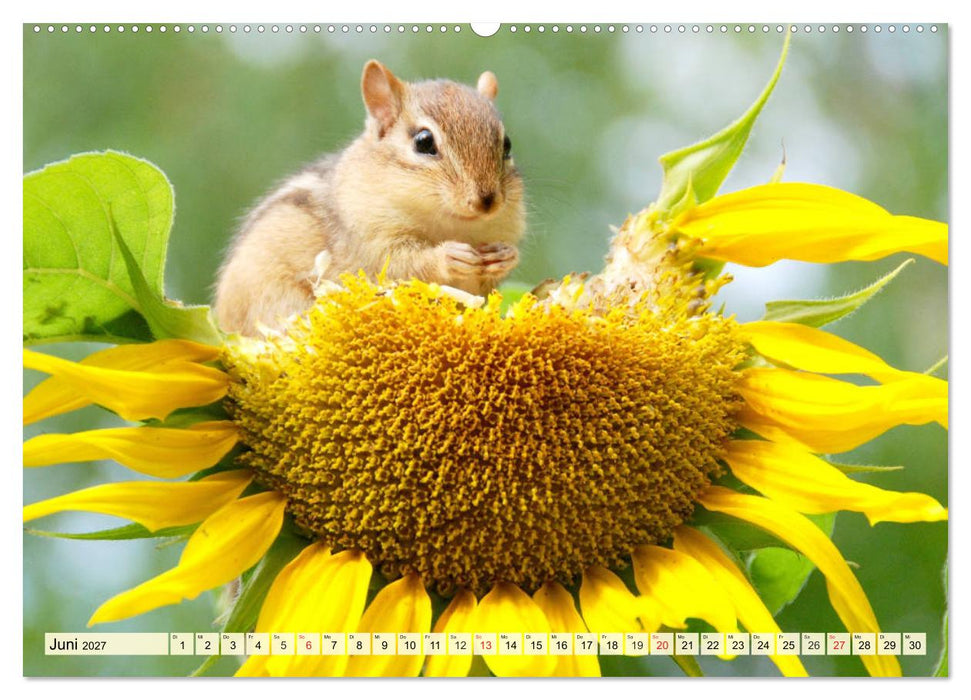 Sonnenblumen. Das Strahlen des Sommers (CALVENDO Wandkalender 2027)