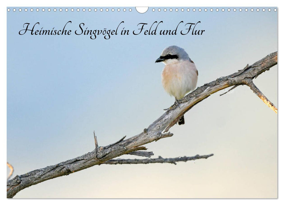 Heimische Singvögel in Feld und Flur (CALVENDO Wandkalender 2027)