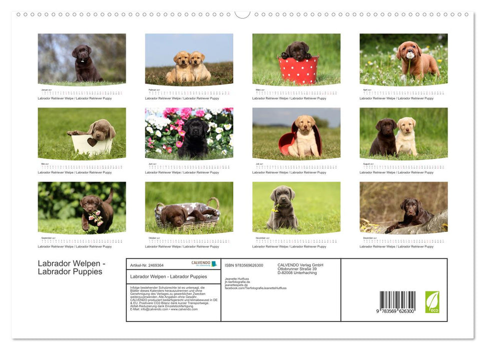 Labrador Welpen - Labrador Puppies (CALVENDO Premium Wandkalender 2027)