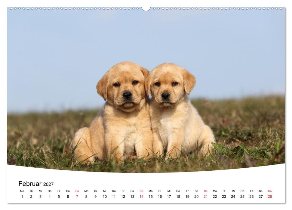 Labrador Welpen - Labrador Puppies (CALVENDO Premium Wandkalender 2027)