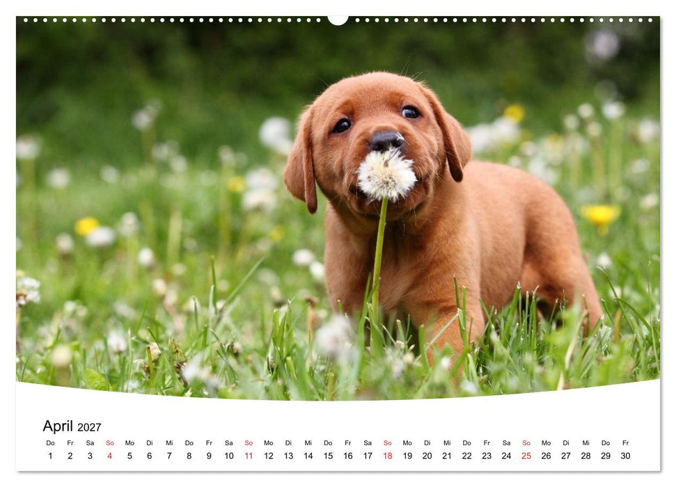 Labrador Welpen - Labrador Puppies (CALVENDO Premium Wandkalender 2027)