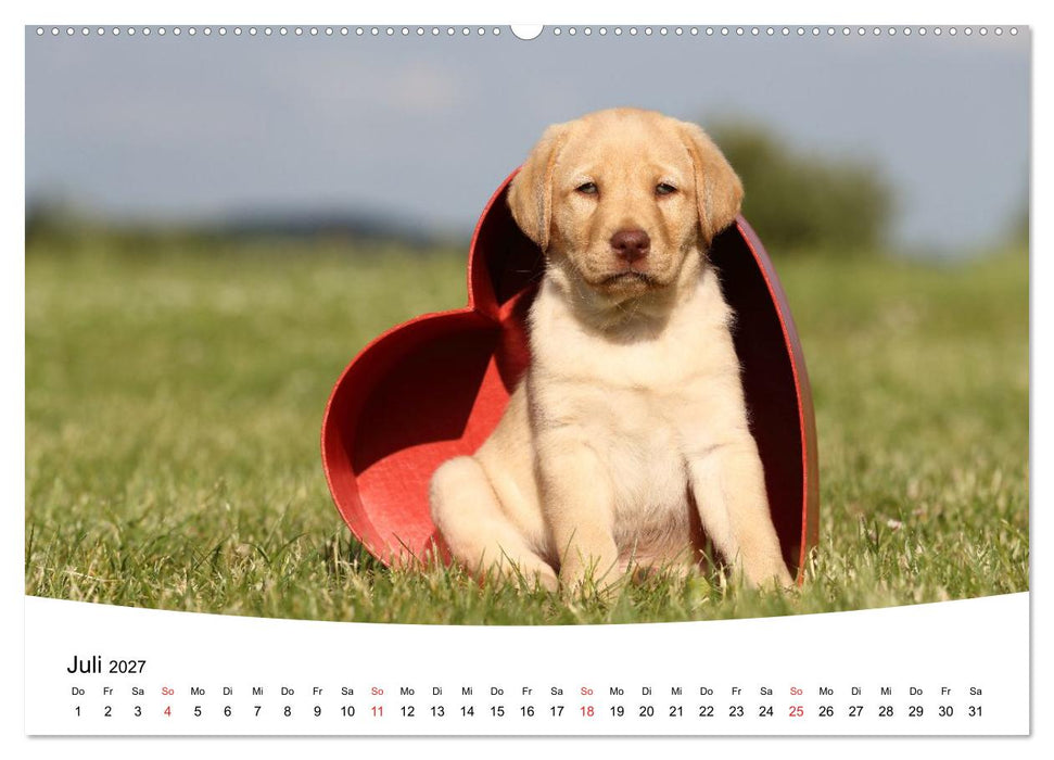 Labrador Welpen - Labrador Puppies (CALVENDO Premium Wandkalender 2027)