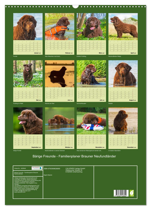 Bärige Freunde - Familienplaner Brauner Neufundländer (CALVENDO Wandkalender 2027)