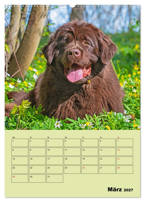 Bärige Freunde - Familienplaner Brauner Neufundländer (CALVENDO Wandkalender 2027)