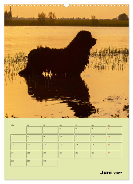 Bärige Freunde - Familienplaner Brauner Neufundländer (CALVENDO Wandkalender 2027)