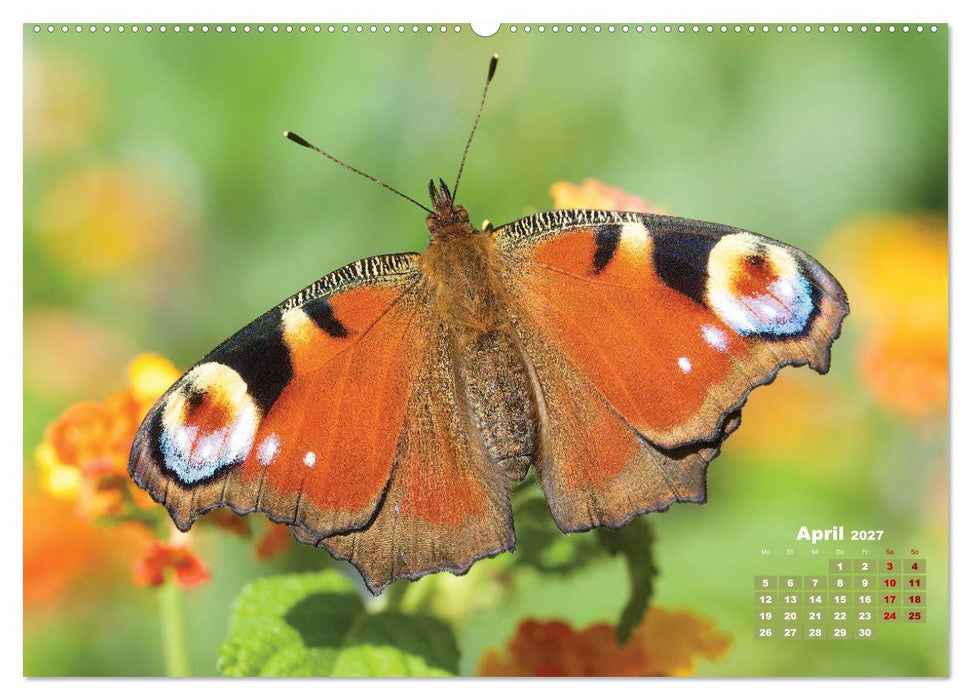 GEOclick Lernkalender: Porträts einheimischer Schmetterlinge (CALVENDO Premium Wandkalender 2027)
