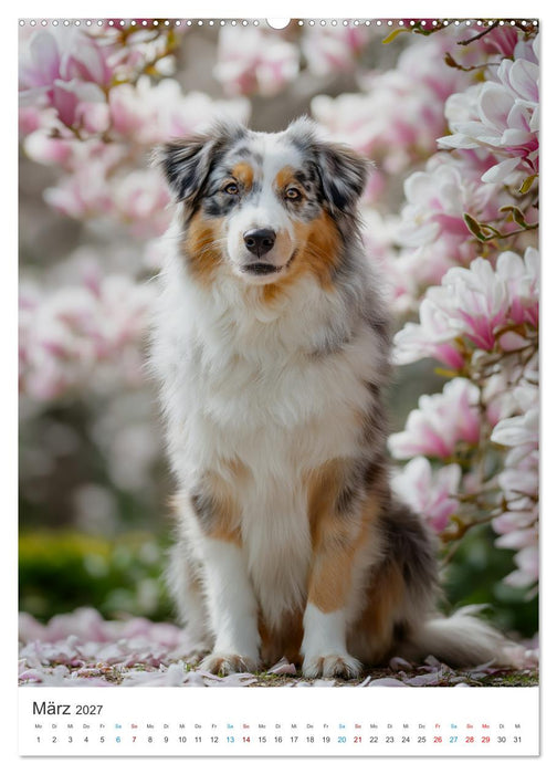 Australian Shepherd (CALVENDO Premium Wandkalender 2027)