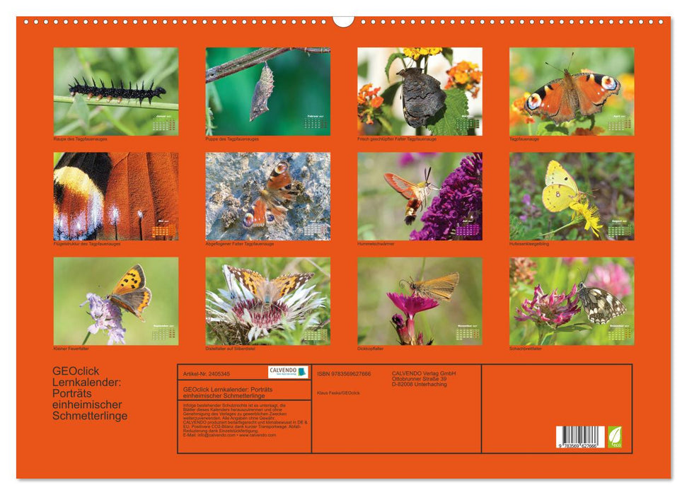 GEOclick Lernkalender: Porträts einheimischer Schmetterlinge (CALVENDO Wandkalender 2027)