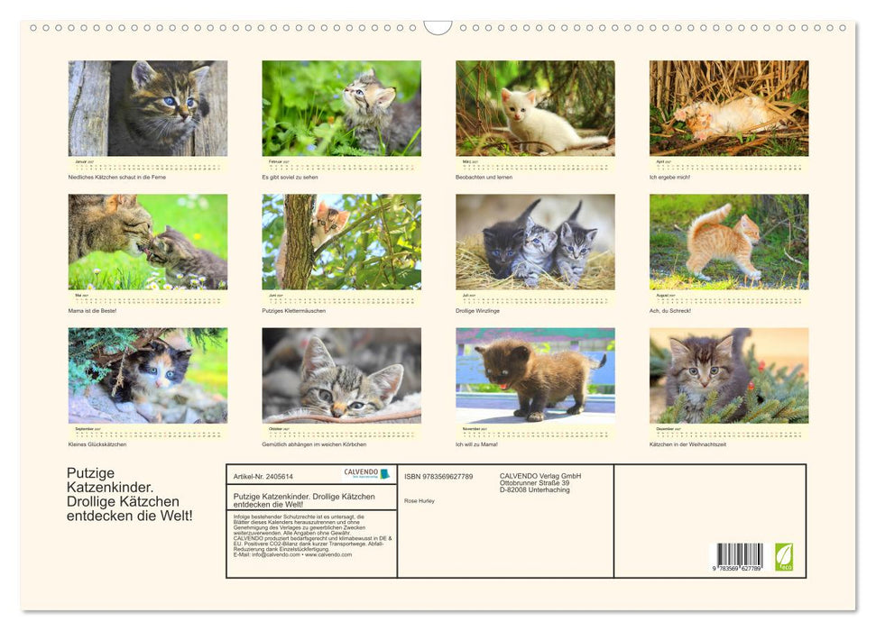 Putzige Katzenkinder. Drollige Kätzchen entdecken die Welt! (CALVENDO Wandkalender 2027)