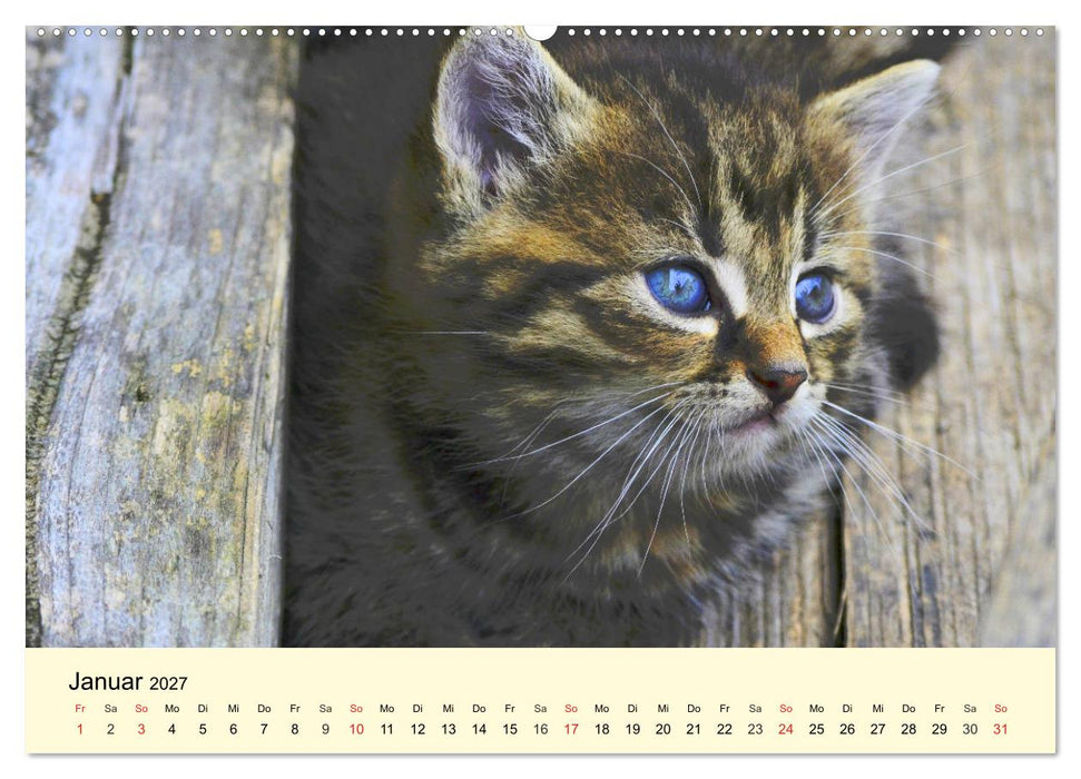 Putzige Katzenkinder. Drollige Kätzchen entdecken die Welt! (CALVENDO Wandkalender 2027)