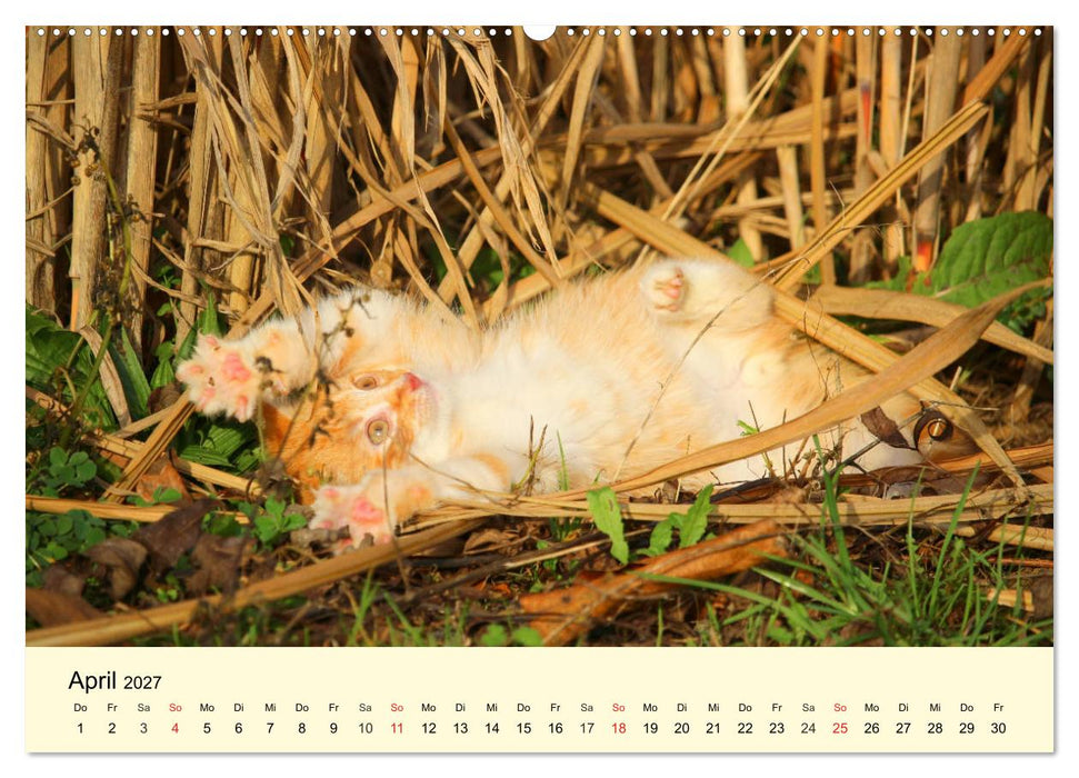 Putzige Katzenkinder. Drollige Kätzchen entdecken die Welt! (CALVENDO Wandkalender 2027)