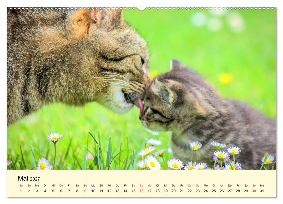 Putzige Katzenkinder. Drollige Kätzchen entdecken die Welt! (CALVENDO Wandkalender 2027)