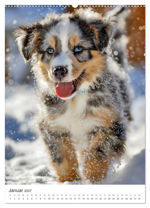 Australian Shepherd (CALVENDO Wandkalender 2027)