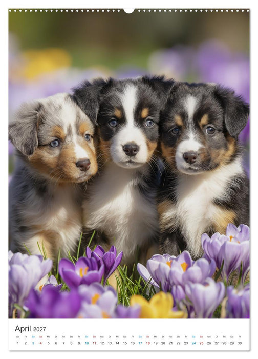 Australian Shepherd (CALVENDO Wandkalender 2027)