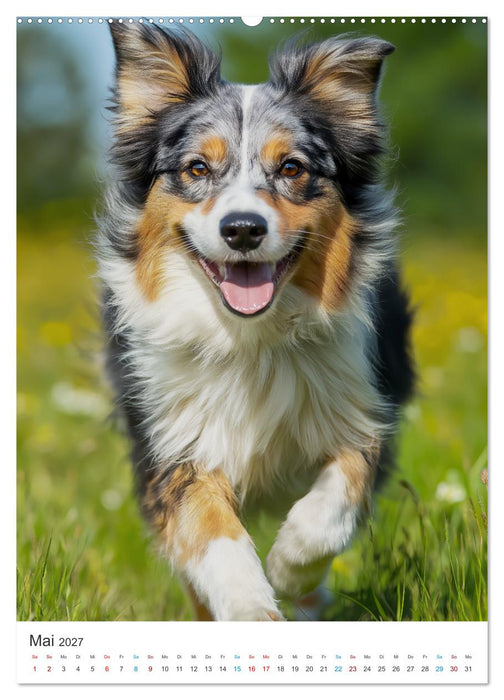 Australian Shepherd (CALVENDO Wandkalender 2027)