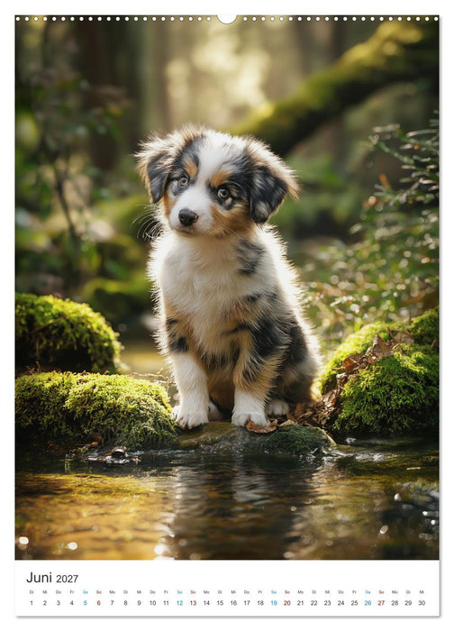 Australian Shepherd (CALVENDO Wandkalender 2027)