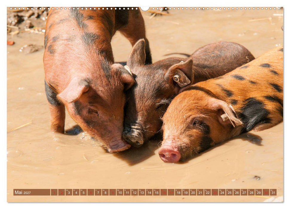 Glückliche Schweine Berkshire-Iberico Ferkel (CALVENDO Wandkalender 2027)