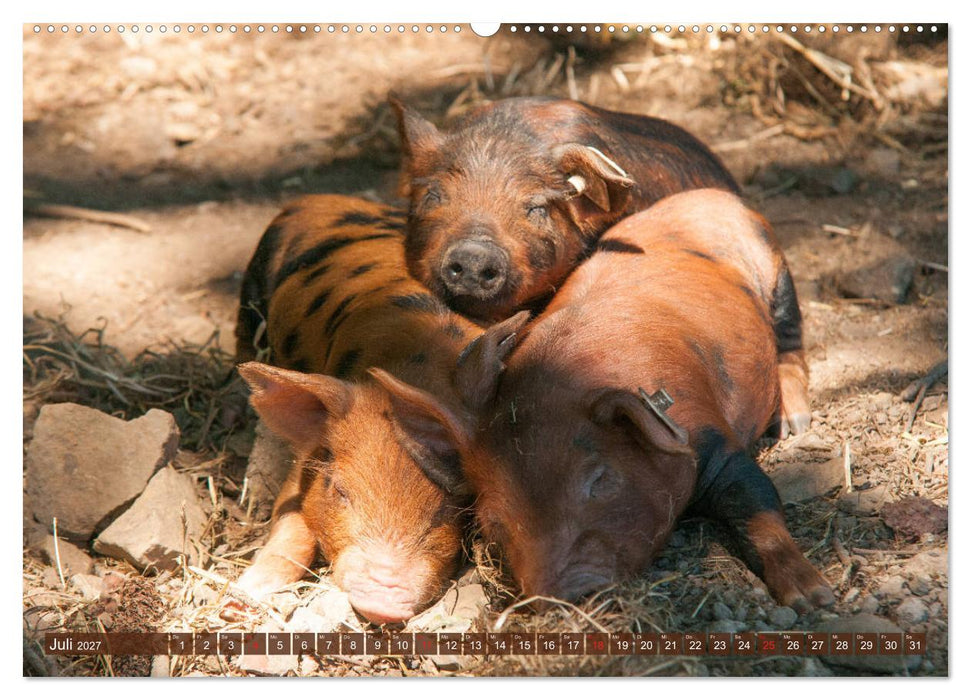 Glückliche Schweine Berkshire-Iberico Ferkel (CALVENDO Premium Wandkalender 2027)