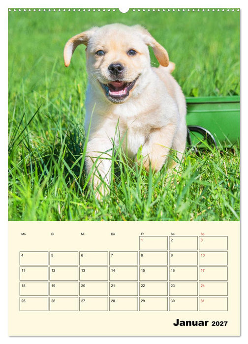Familienplaner - Labrador Welpen entdecken die Welt (CALVENDO Wandkalender 2027)