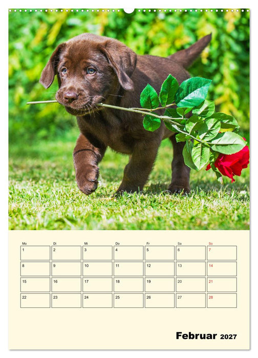 Familienplaner - Labrador Welpen entdecken die Welt (CALVENDO Wandkalender 2027)