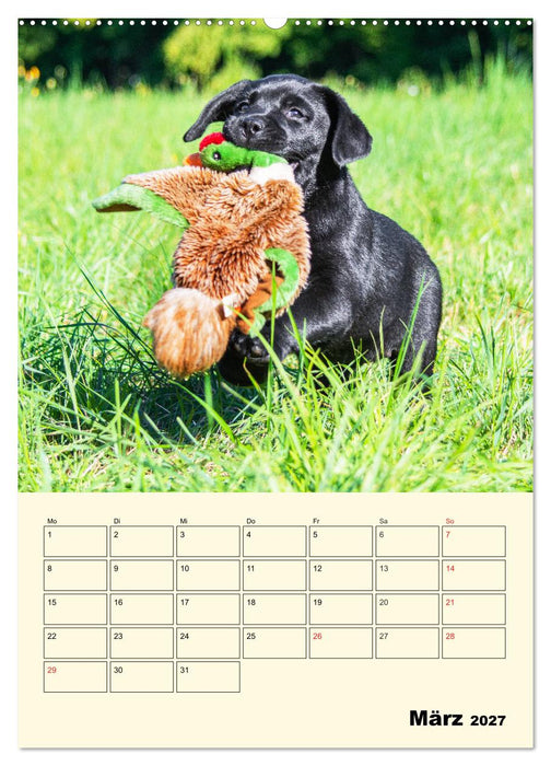 Familienplaner - Labrador Welpen entdecken die Welt (CALVENDO Wandkalender 2027)