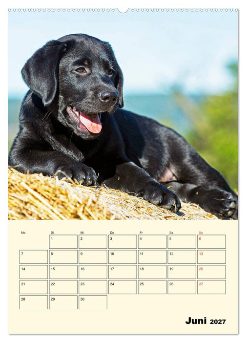 Familienplaner - Labrador Welpen entdecken die Welt (CALVENDO Wandkalender 2027)
