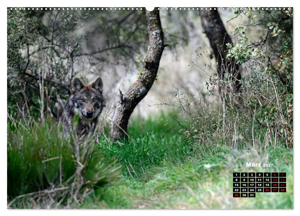 Willkommen Wolf (CALVENDO Wandkalender 2027)