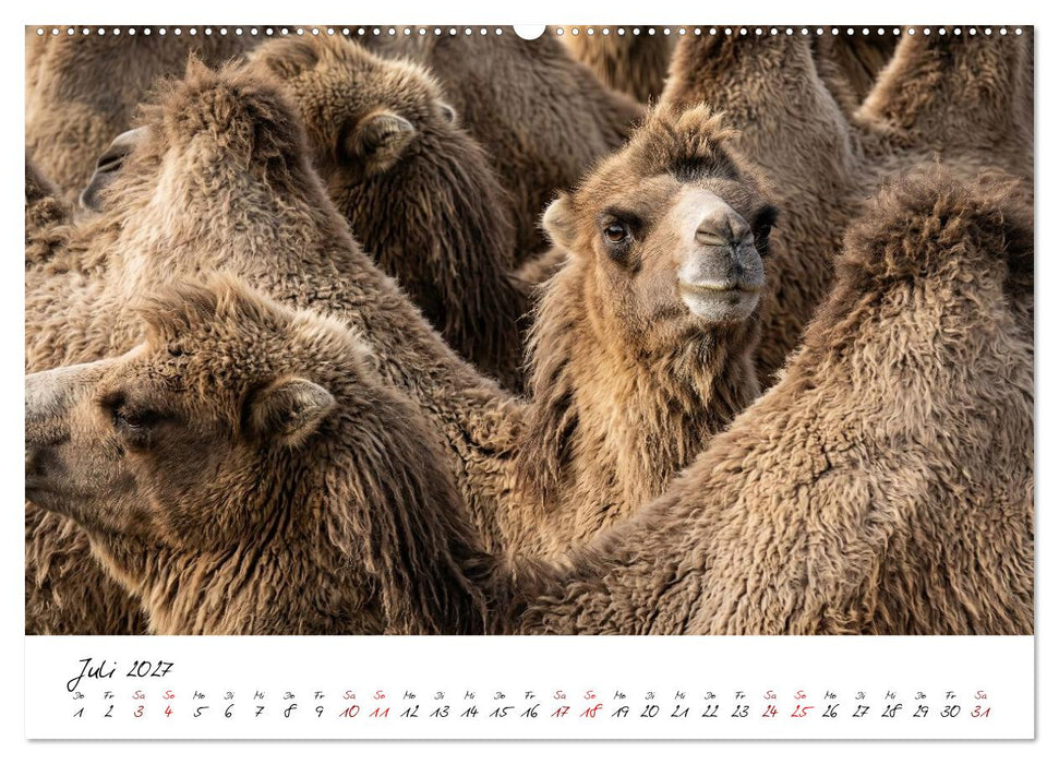 Better Together - Herdenmomente (CALVENDO Premium Wandkalender 2027)