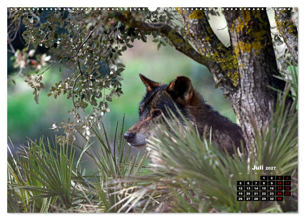 Willkommen Wolf (CALVENDO Premium Wandkalender 2027)