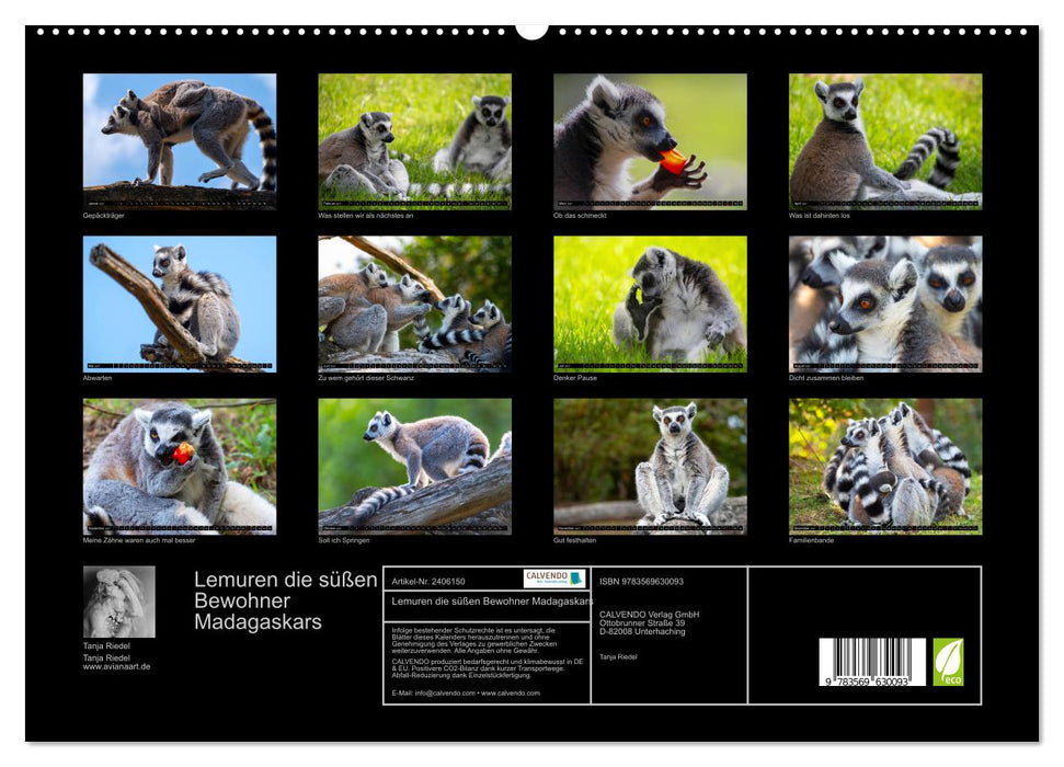 Lemuren die süßen Bewohner Madagaskars (CALVENDO Premium Wandkalender 2027)