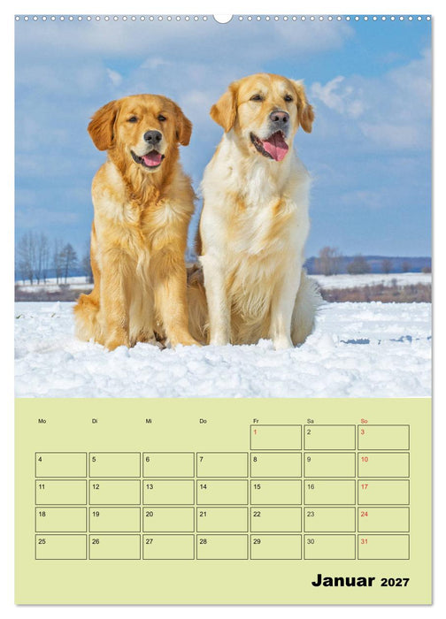 Jahresplaner Golden Retriever (CALVENDO Wandkalender 2027)