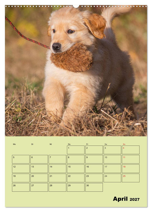 Jahresplaner Golden Retriever (CALVENDO Wandkalender 2027)