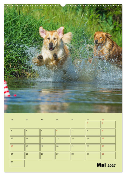 Jahresplaner Golden Retriever (CALVENDO Wandkalender 2027)