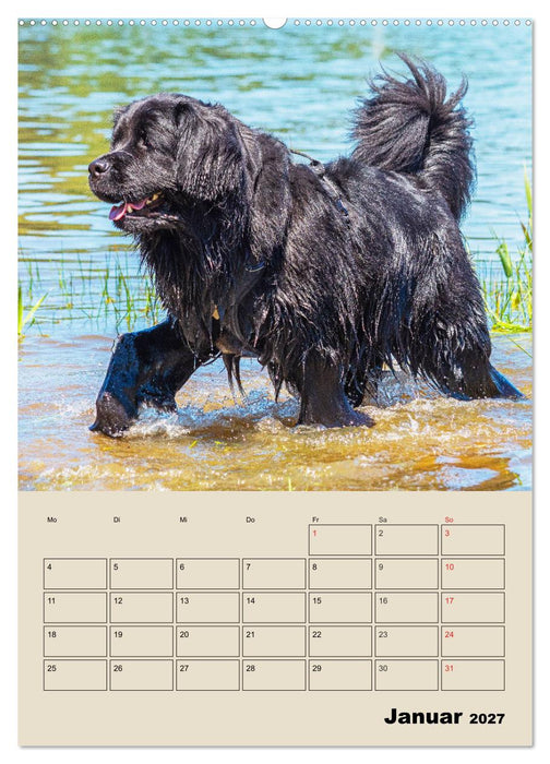 Familienplaner Neufundländer - Freund und Retter (CALVENDO Wandkalender 2027)