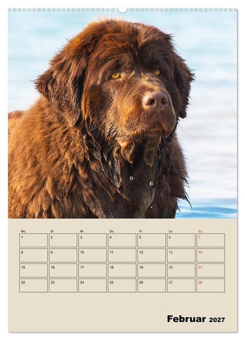 Familienplaner Neufundländer - Freund und Retter (CALVENDO Wandkalender 2027)