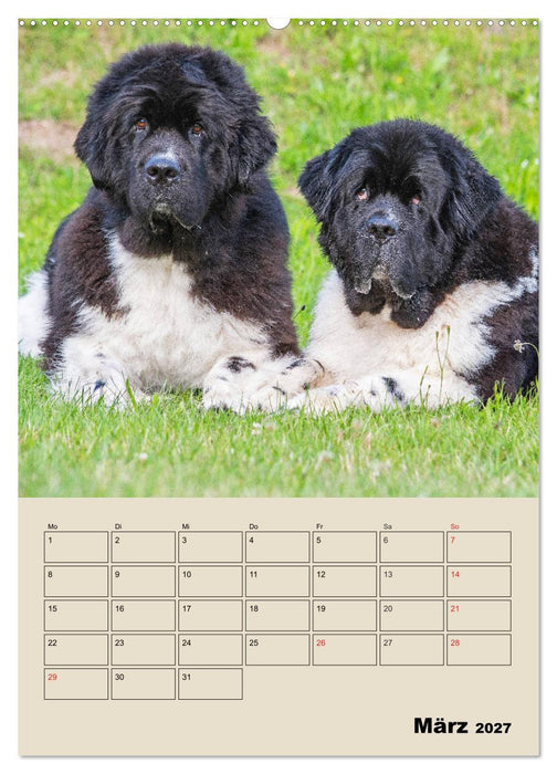 Familienplaner Neufundländer - Freund und Retter (CALVENDO Wandkalender 2027)