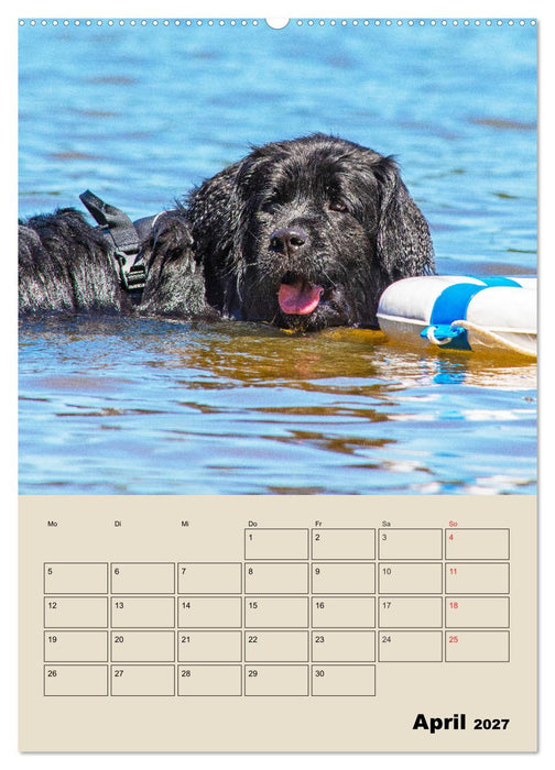 Familienplaner Neufundländer - Freund und Retter (CALVENDO Wandkalender 2027)