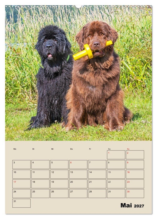 Familienplaner Neufundländer - Freund und Retter (CALVENDO Wandkalender 2027)