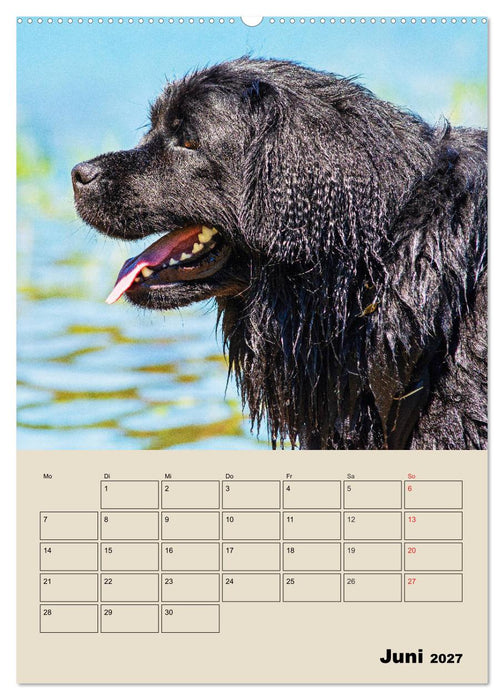 Familienplaner Neufundländer - Freund und Retter (CALVENDO Wandkalender 2027)