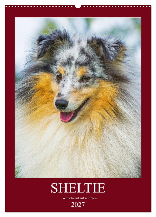 Sheltie - Wirbelwind auf 4 Pfoten (CALVENDO Wandkalender 2027)