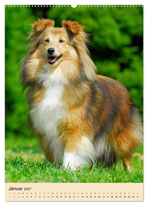 Sheltie - Wirbelwind auf 4 Pfoten (CALVENDO Wandkalender 2027)